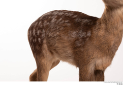 Deer doe (Capreolus capreolus)